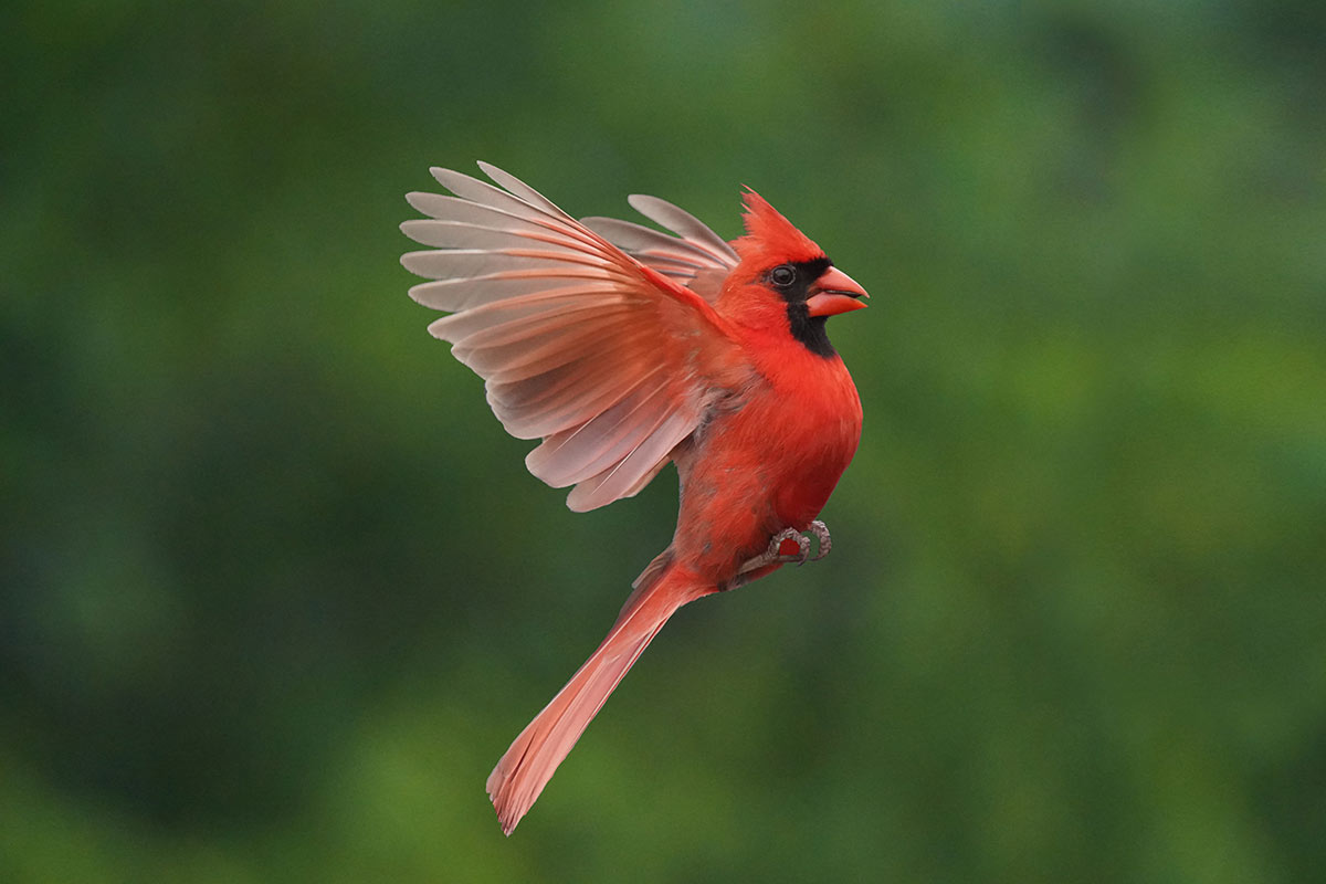 red cardinal, virginia state bird