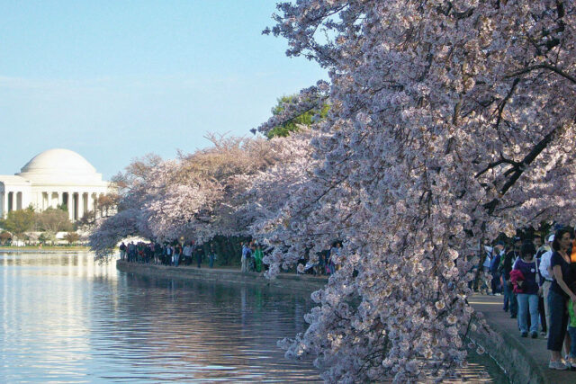 Here’s When the Cherry Blossoms Will Reach Peak Bloom