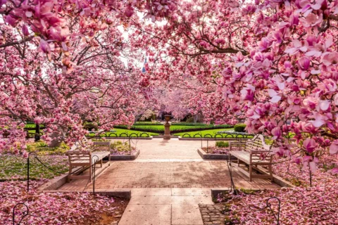 pink magnolia trees at smithsonian garden