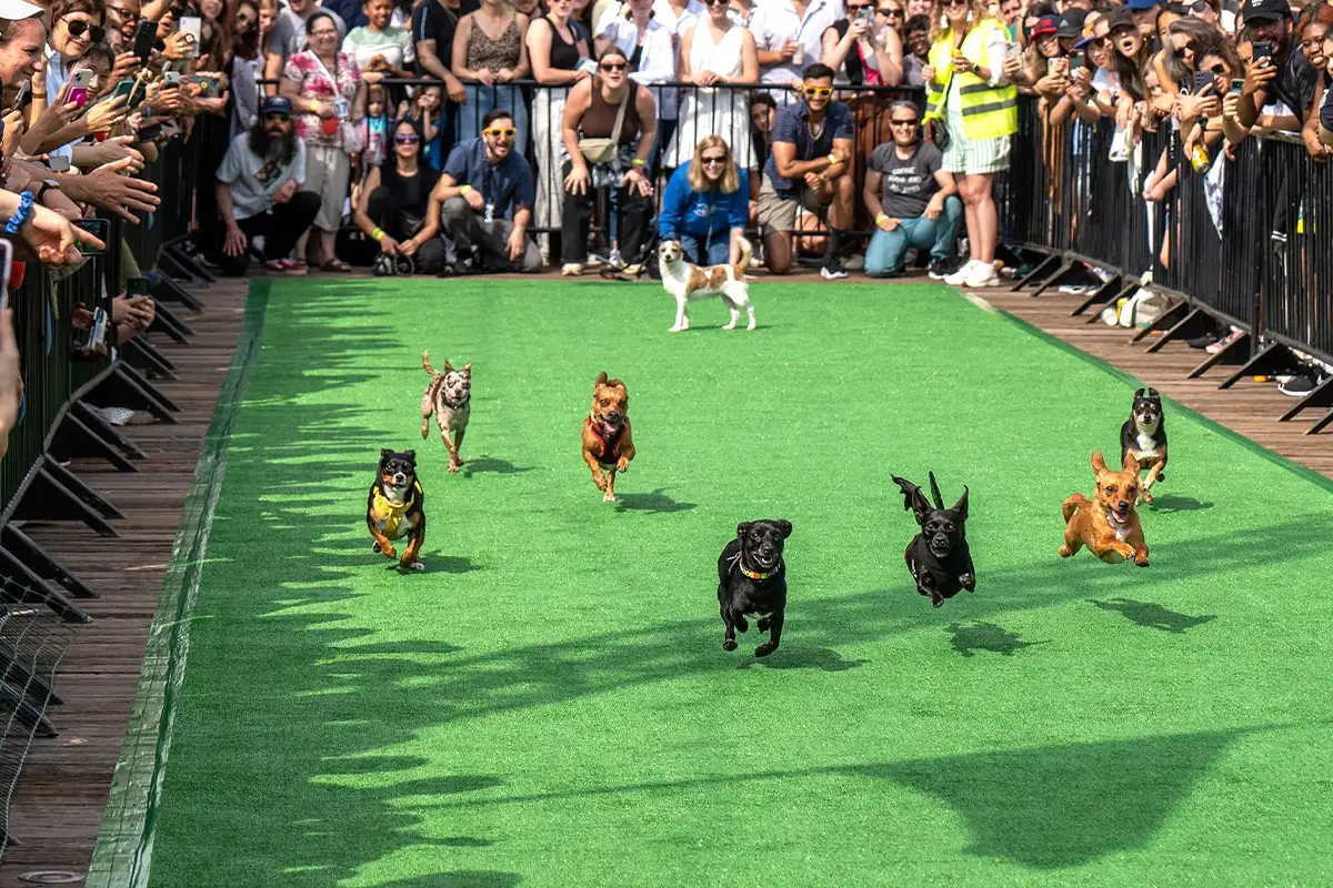 Chihuahua race