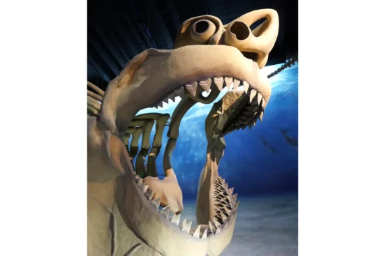 megalodon shark’s mouth fossil at the Calvert Marine Museum in Solomons Island