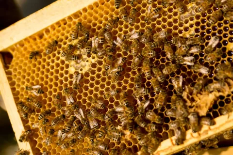 Honeybees