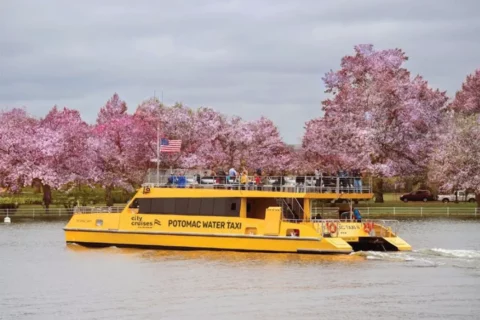 A yellow water taxi on the Potomac Water Taxi on the Potomac River with cherry blossom trees in the background