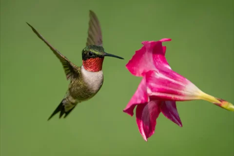 ruby-throated hummingbird flying near pink flower