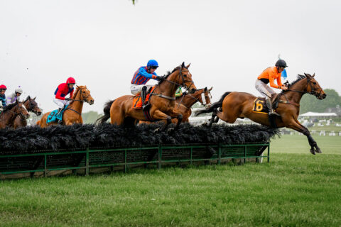 virginia gold cup horse race
