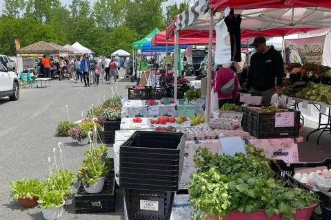 vendor stands with plants and vegetables and people shopping