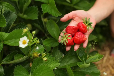 Strawberry picking
