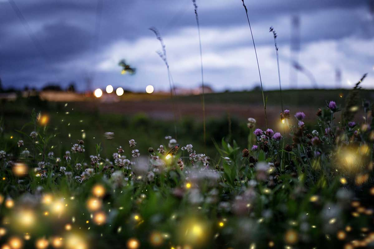 fireflies and flowers