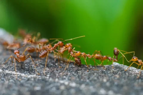 imported fire ants