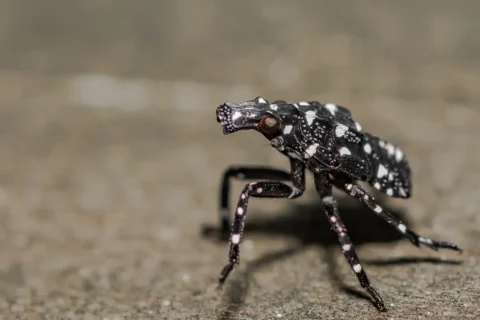spotted lanternfly nymph