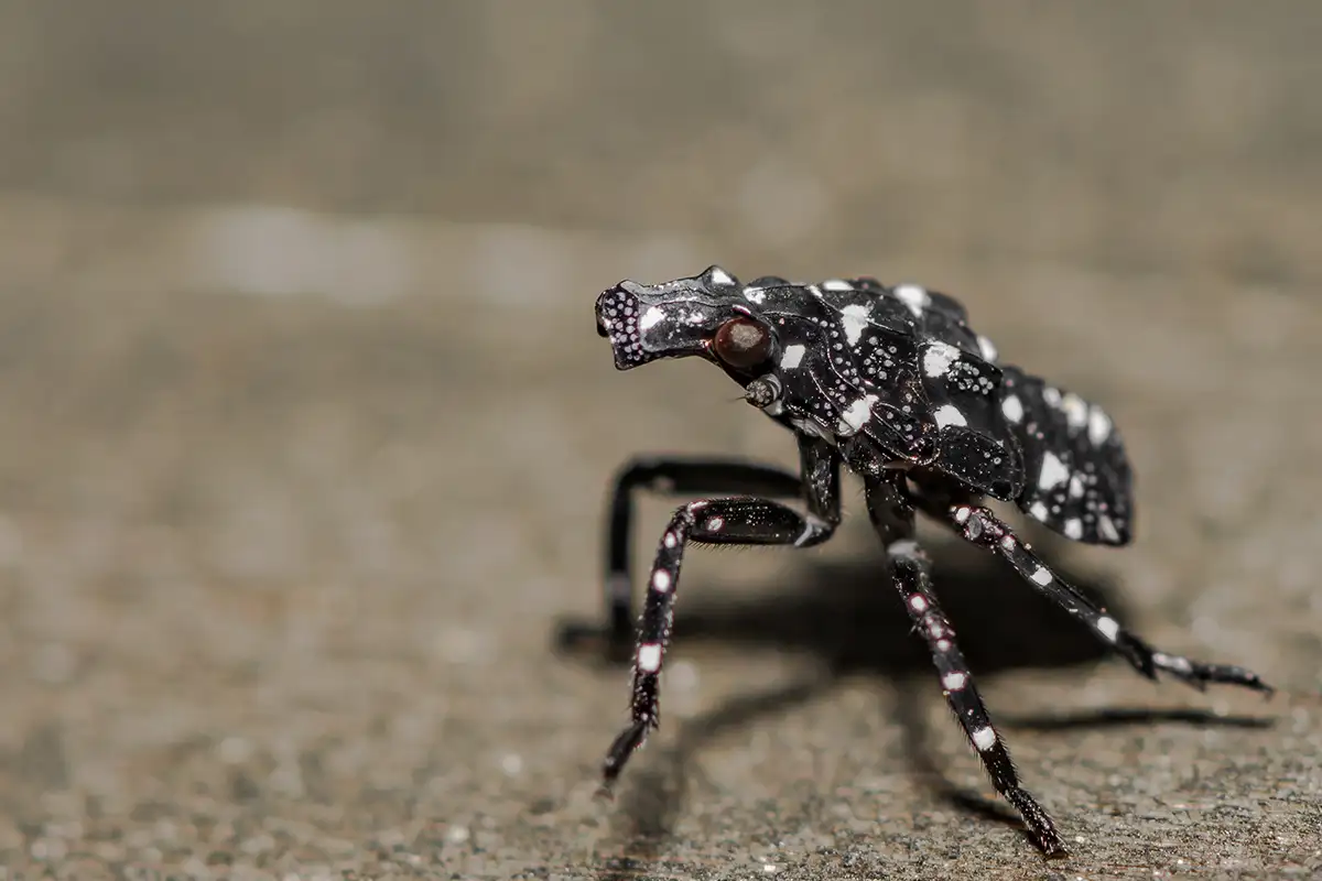spotted lanternfly nymph