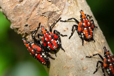 Red lanternfly nymphs
