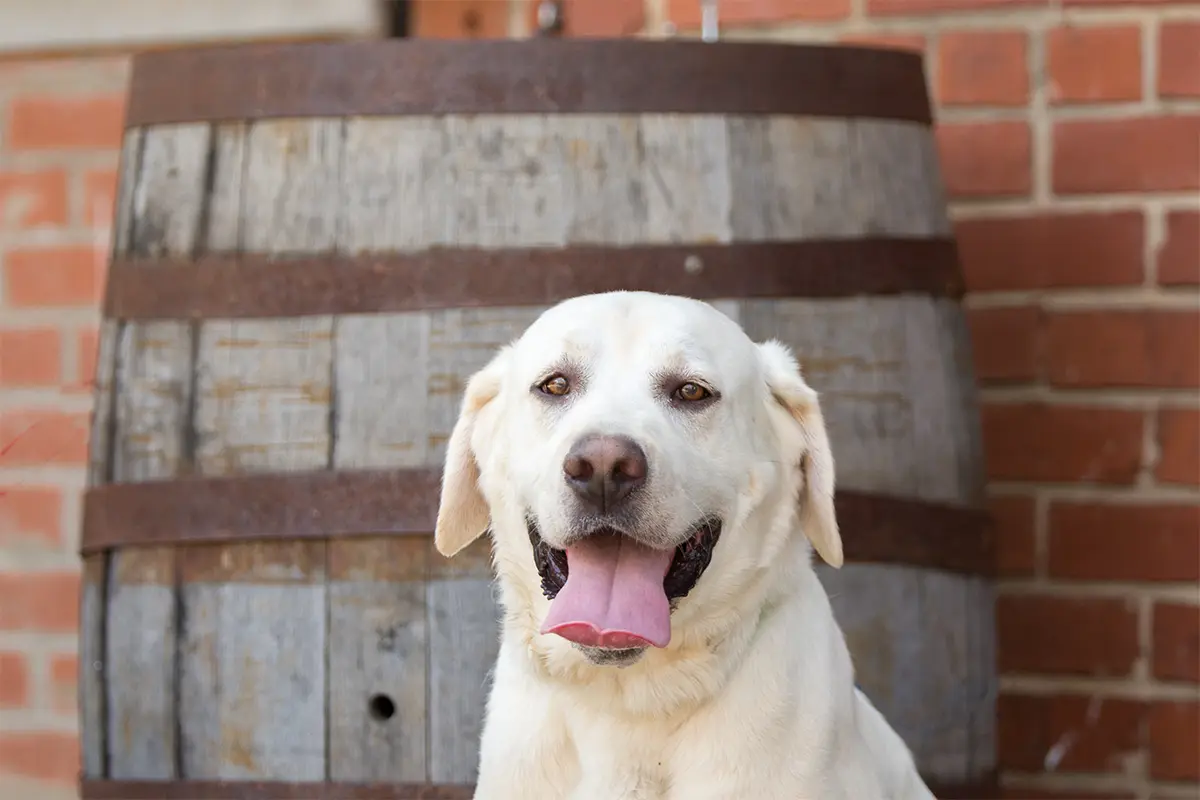 a dog sits in front of a wine barrell