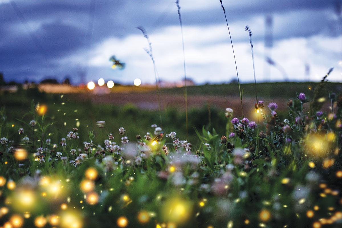 garden with fireflies