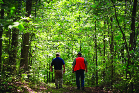 two people walking in forest