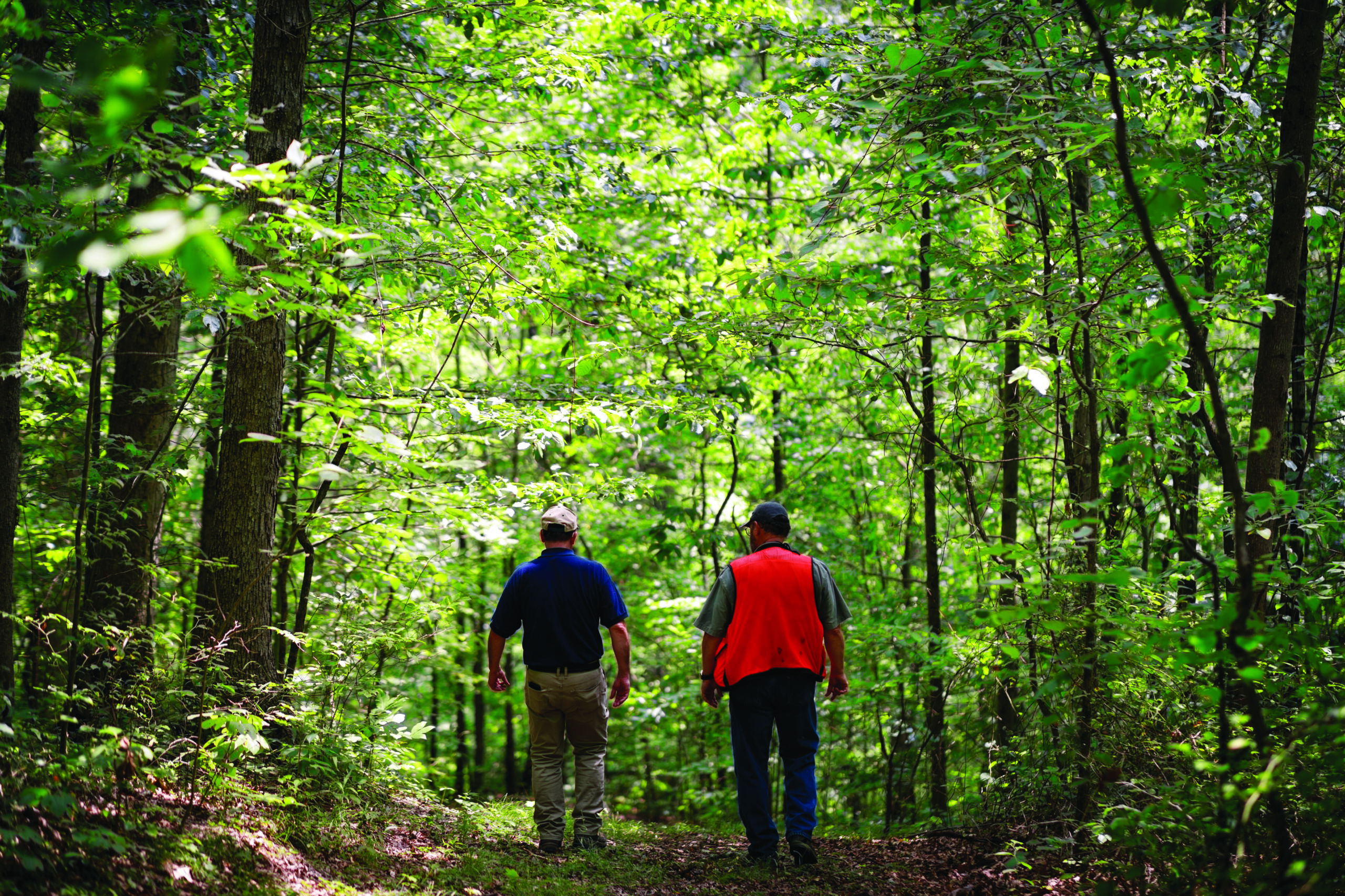 two people walking in forest