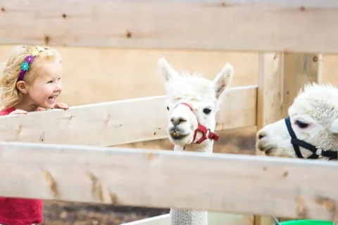 a young girls at the petting zoo at the Fredericksburg Agricultural Fair 