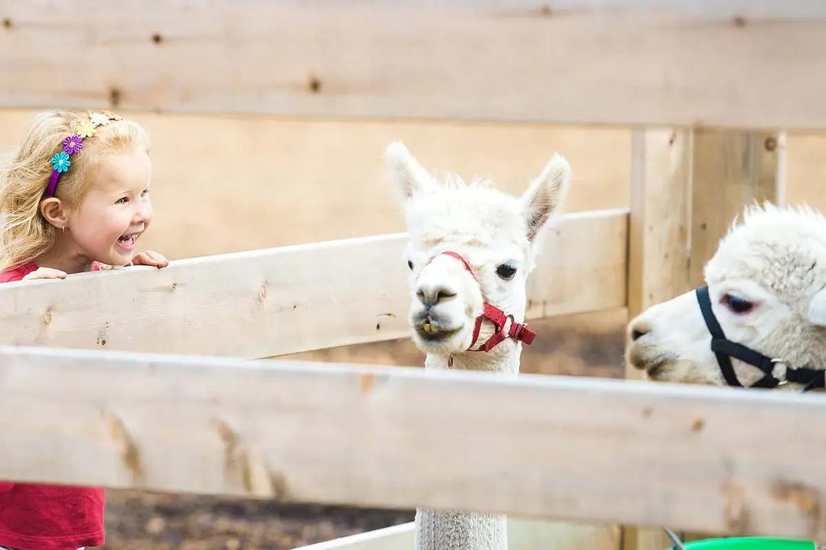 a young girls at the petting zoo at the Fredericksburg Agricultural Fair 