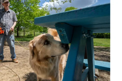 Fozzie, a labrador/golden retriever mix, and his owner, Scott Hurst of Salem, Virginia, search a park bench for evidence of the invasive spotted lanternfly.