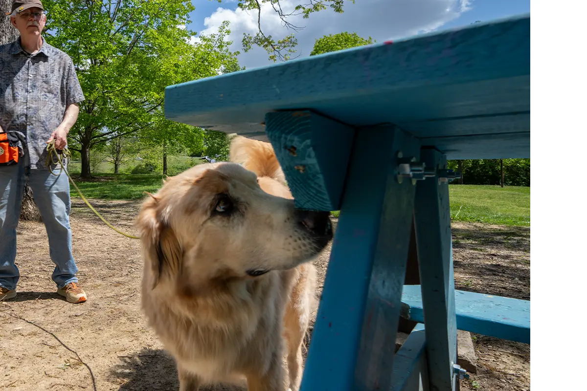 Fozzie, a labrador/golden retriever mix, and his owner, Scott Hurst of Salem, Virginia, search a park bench for evidence of the invasive spotted lanternfly.