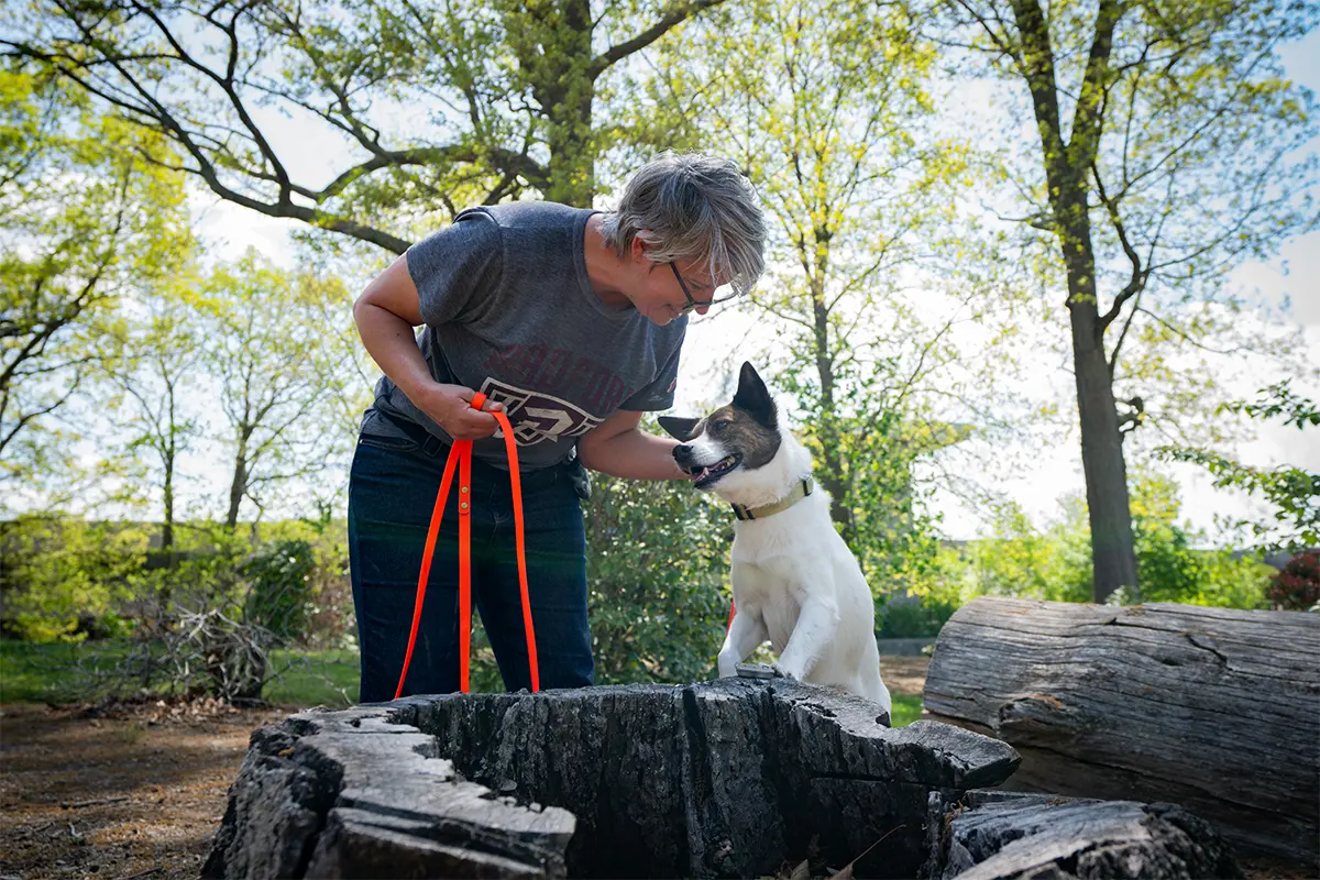 a handler and her dog search for spotted lanternfly eggs