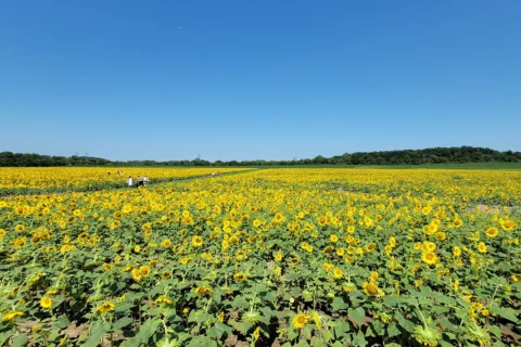 Sunflower fields at Burnside Farms
