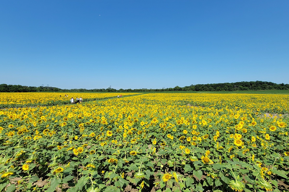 Sunflower fields at Burnside Farms