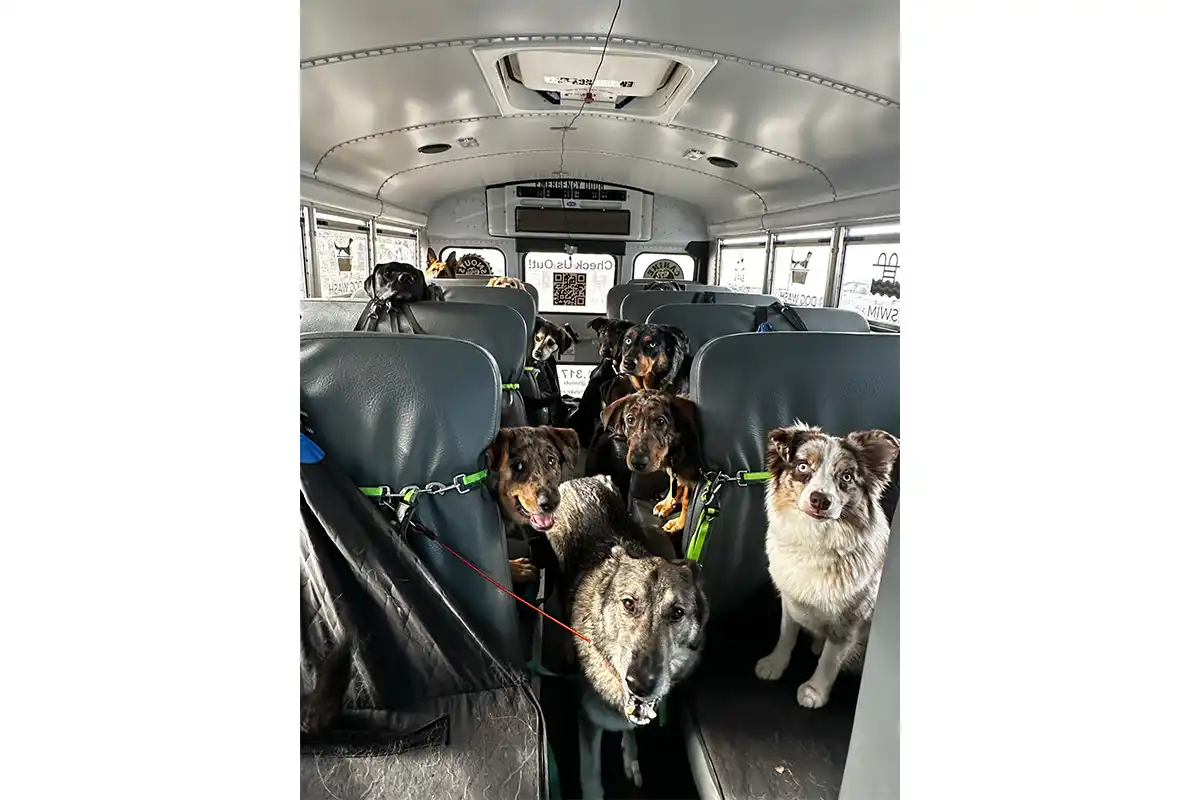 dogs sitting on bus