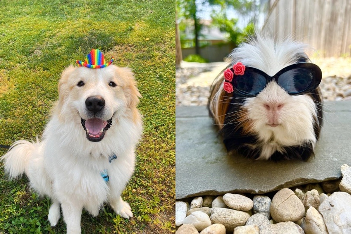 golden retriever with random hat and guinea pig with  sunglasses on