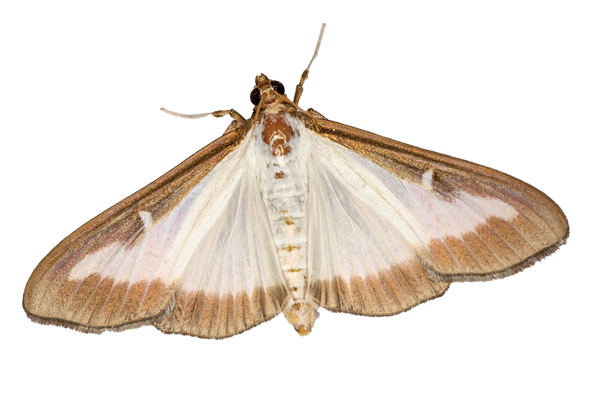 close up image of the box tree moth