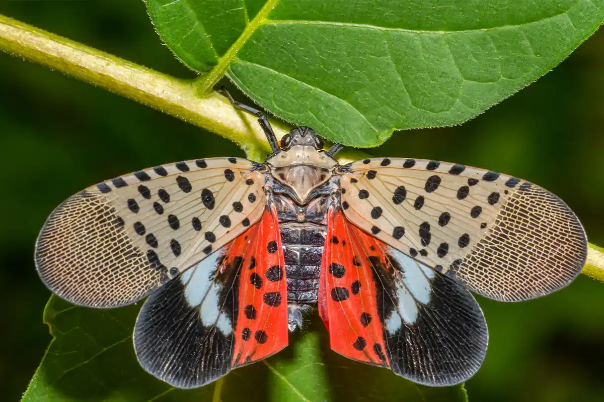 adult spotted lanternfly with wings spread