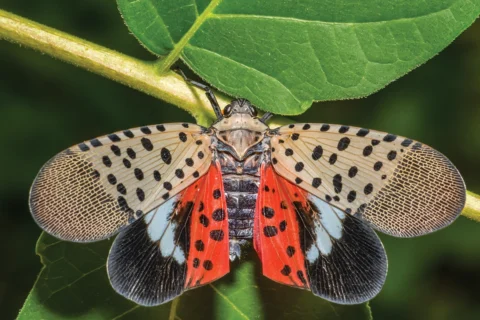 close up image of a laternfly
