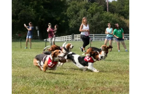 BROOD Ramble basset hound race