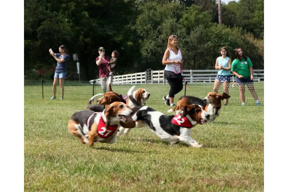 BROOD Ramble basset hound race