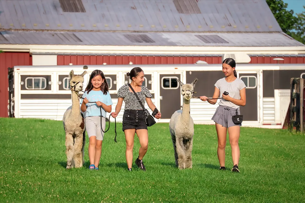 Black Barn Alpacas