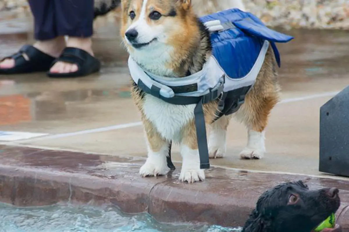 a dog stands beside a pool in a life jacket