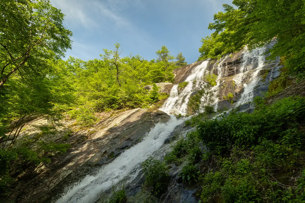 George Washington and Jefferson Natural Forests