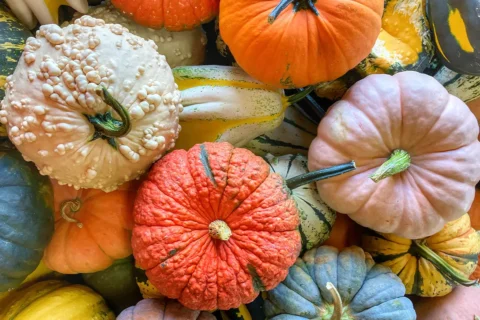 Gaver Farm pumpkins