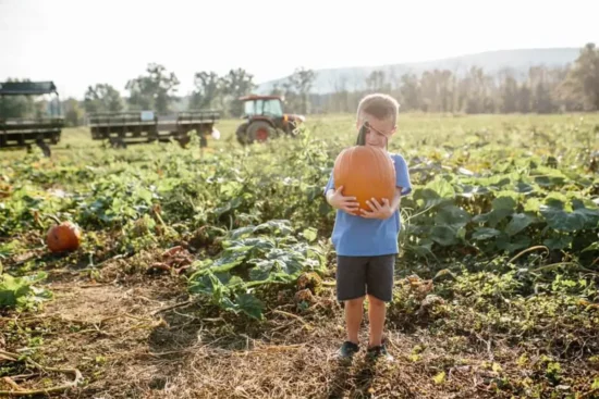 A young boy holds a pumpkin at Great Country Farms