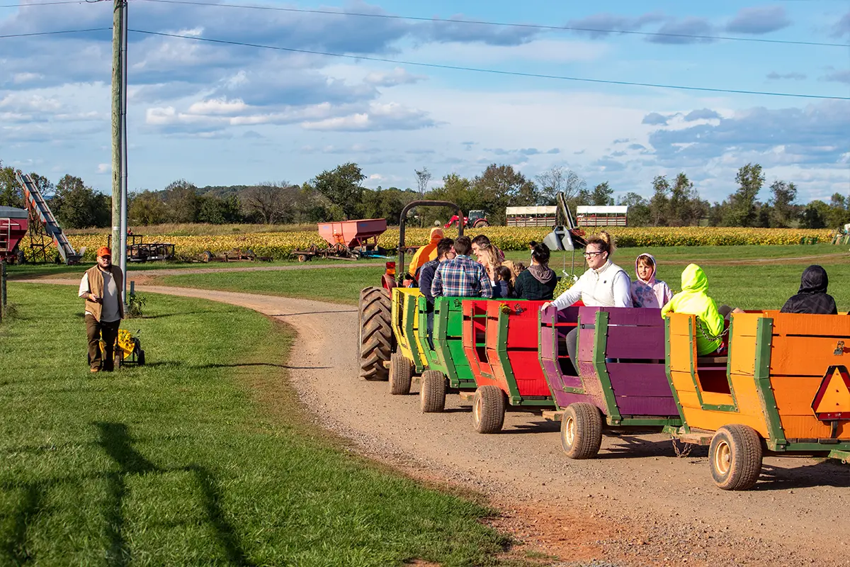 Fall farm festival wagon carts being led by a tractor