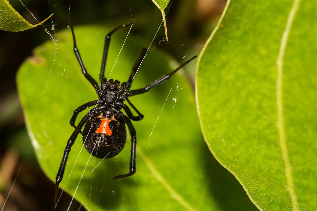 Black widow spider on a green leaf
