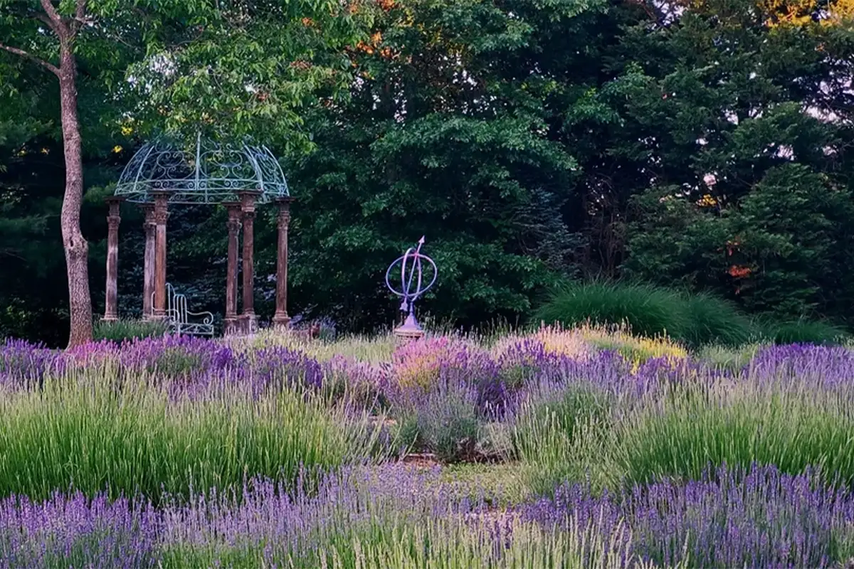 Lavender at Blooming Hill
