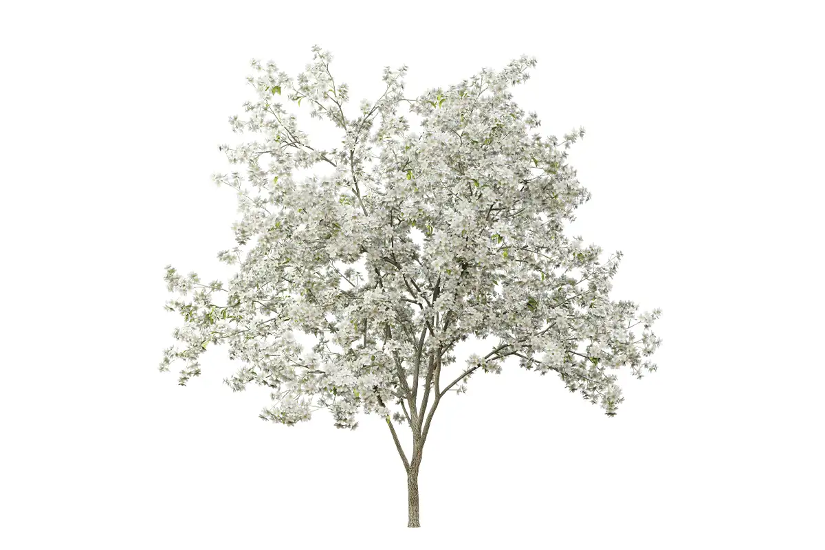 Swap Invasive Plants in Your Yard for These Native Alternatives