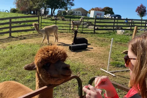 Alpacas at a stop on the Loudoun Fall Farm Tour.