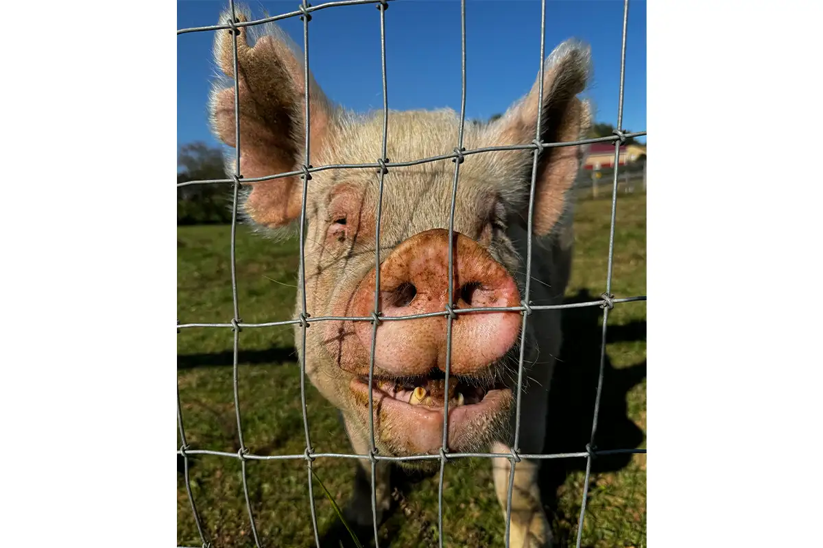 A pig at a Loudoun Farm on the Fall Farm Tour. 