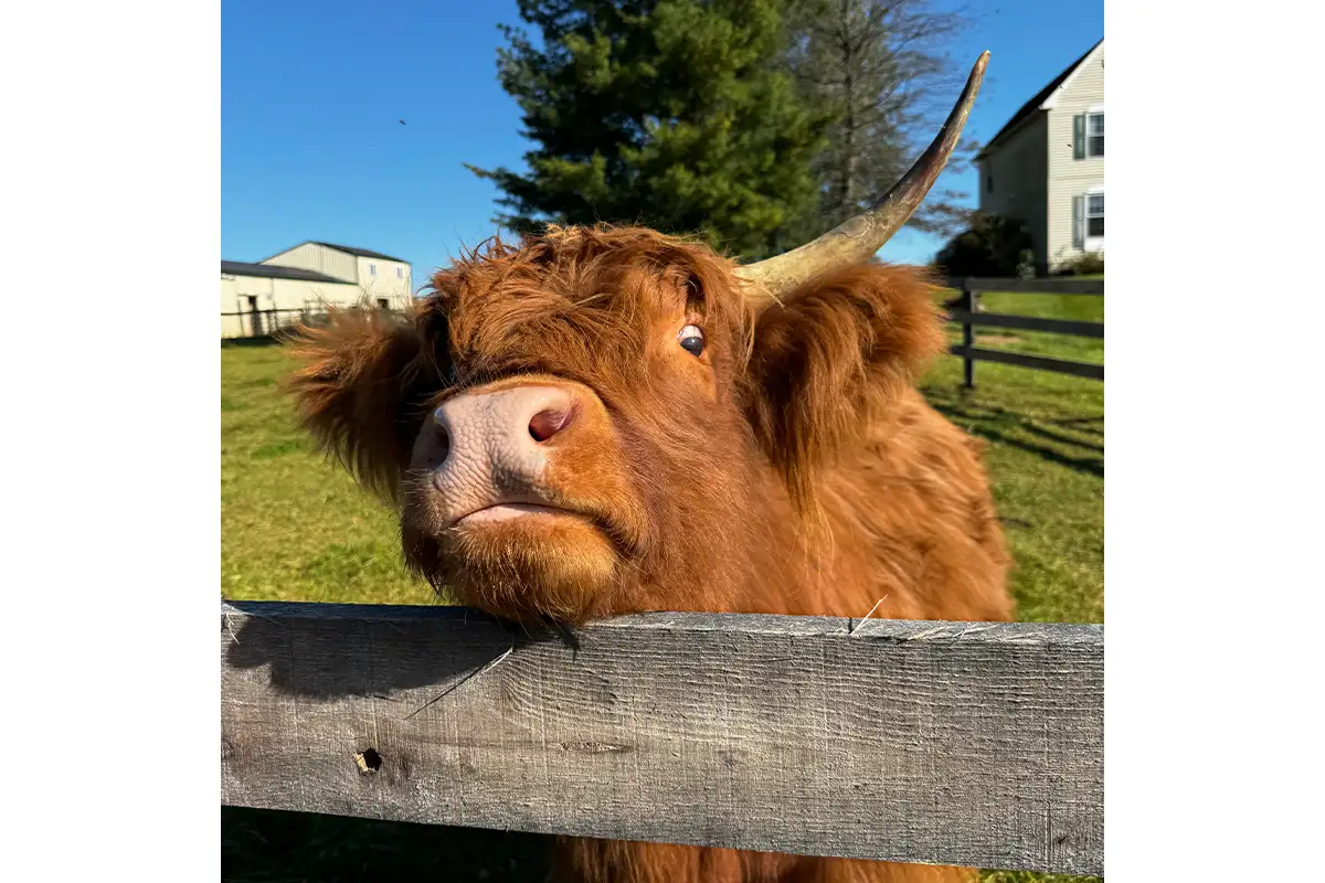 A cow at a stop on the Loudoun Fall Farm Tour.