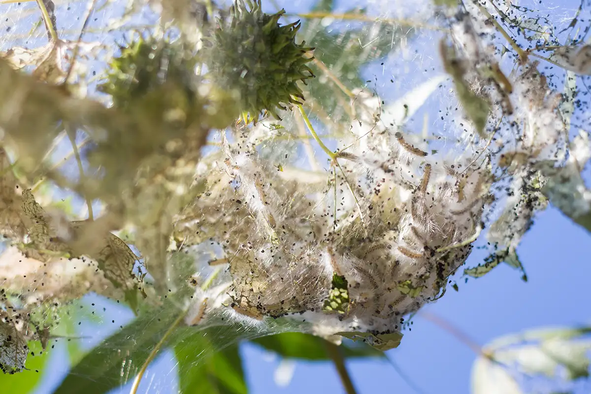 Fall webworm nest