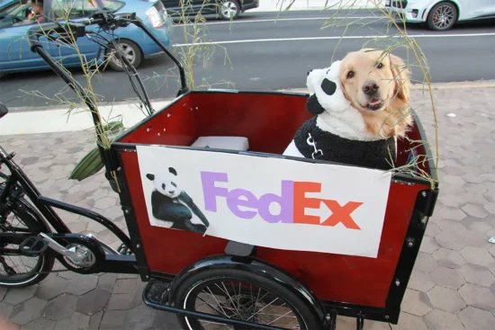 a dog in a panda costume at the Rosslyn Howl-O-Ween