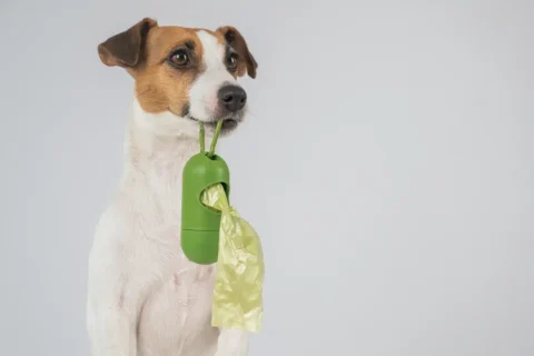 Dog holding container of doggy-bags