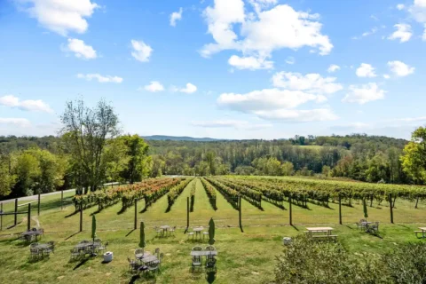 vines at Cana vineyards